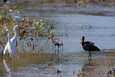 Ibises DSC_9368a.jpg