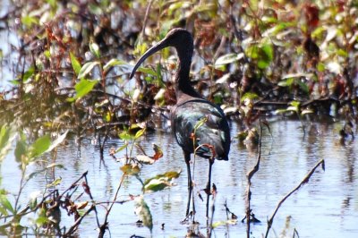 Ibis DSC_9375a.jpg