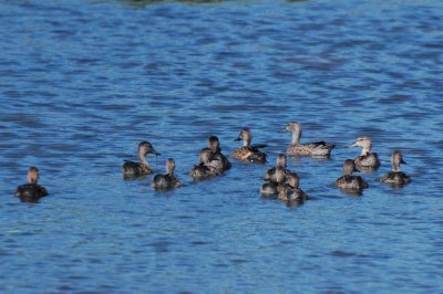 Ducklings - Blue-Winged Teal DSC_9384a.jpg