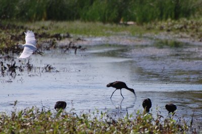 Ibises DSC_9388a.jpg