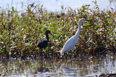 Ibis with Snowy Egret DSC_9397a.jpg