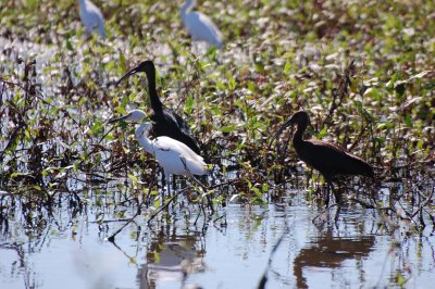 Ibises DSC_9412.jpg