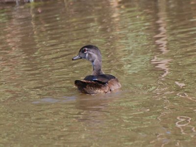 Wood Duck DSC_9438a.jpg