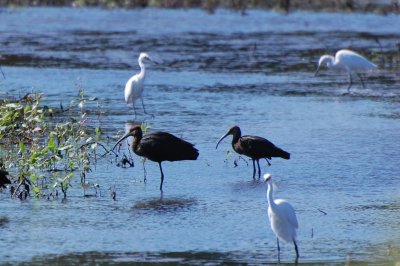 Ibises DSC_9452a.jpg