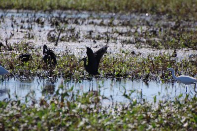 Ibises DSC_9460.jpg