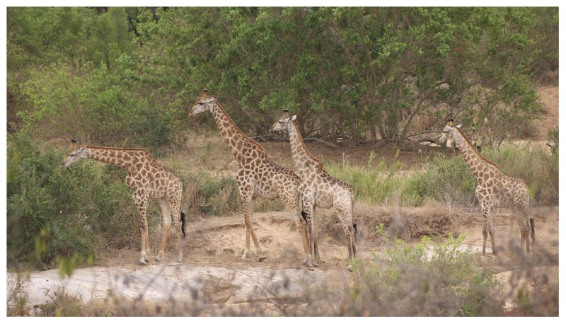 Giraffe