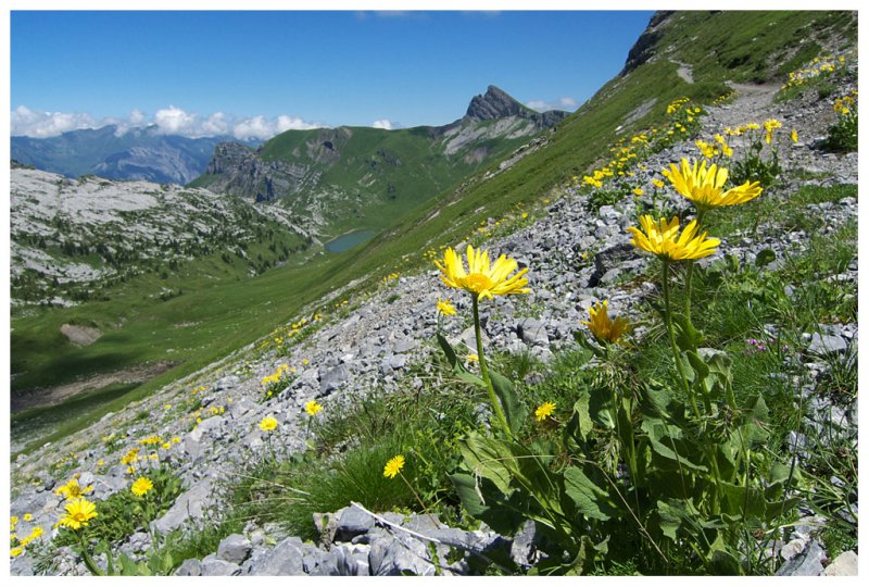 Doronicum grandiflorum