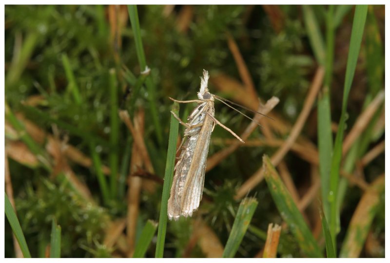Chrysoteuchia culmella