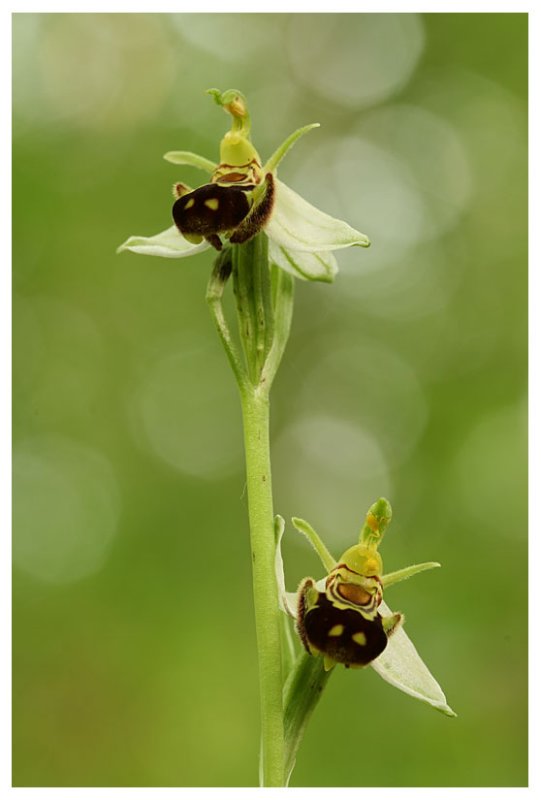 Ophrys apifera