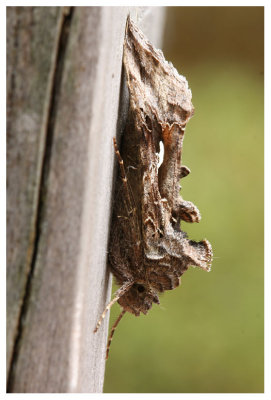 Autographa gamma