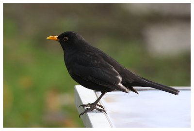 Blackbird