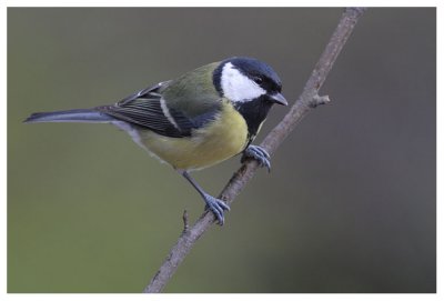 Great Tit