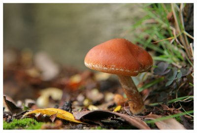 Gymnopilus sapineus