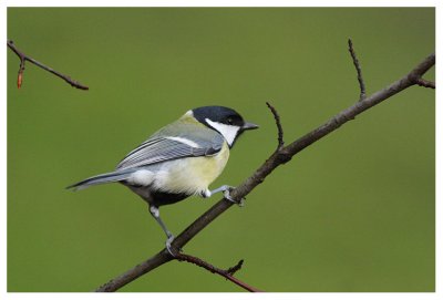 Great Tit