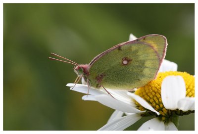 Colias phicomone