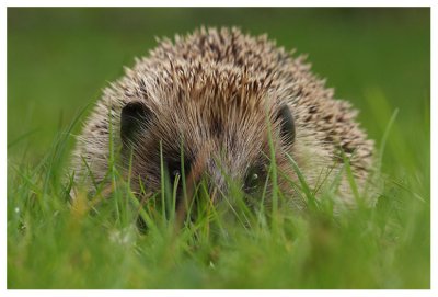 Hedgehog