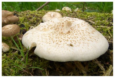 Lentinus tigrinus