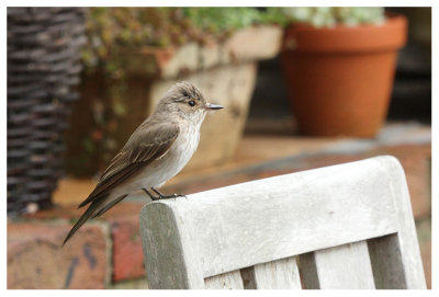 Spotted Flycatcher