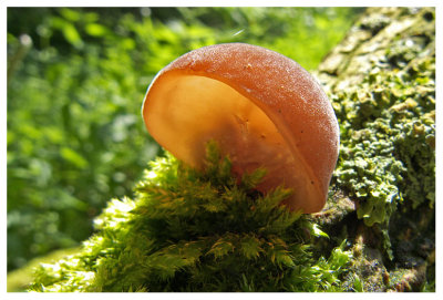 Auricularia auricula-judae