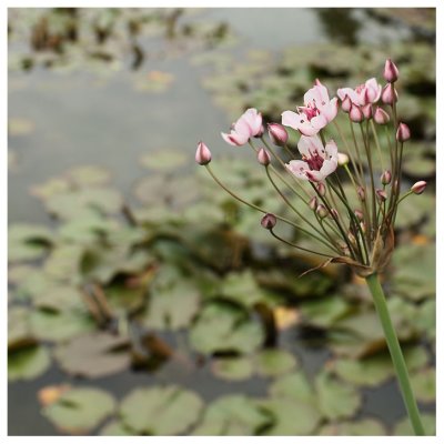 Butomus umbellatus