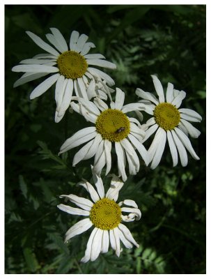 Tanacetum cinerariifolium