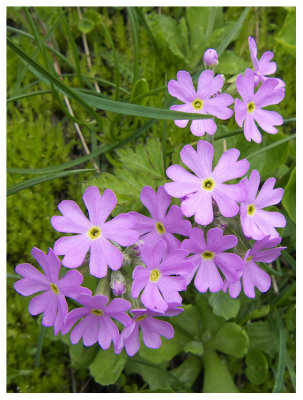 Primula farinosa