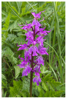 Orchis mascula subsp. signifera