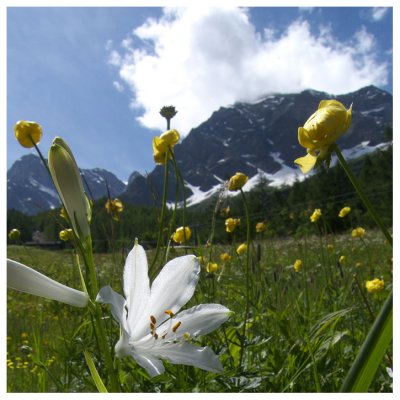 Paradisea liliastrum ed Trollius europeus