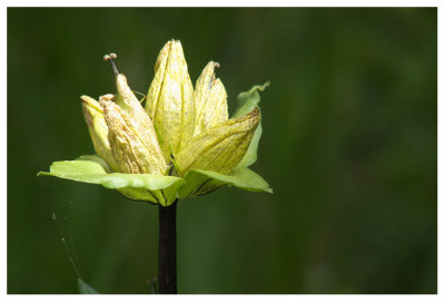 Gentiana punctata