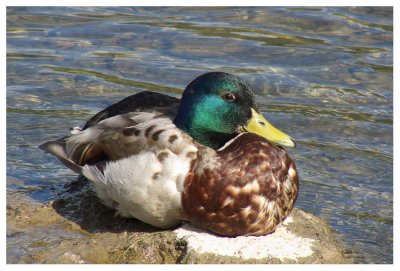 Mallard (male)