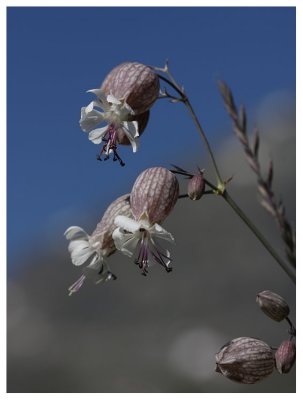 Silene vulgaris