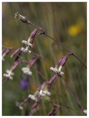 Silene nutans