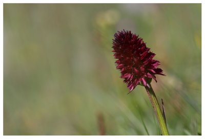 Nigritella rhellicani