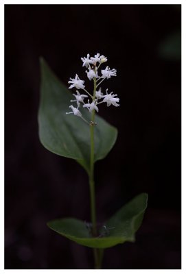 Maianthemum bifolium