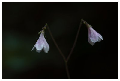 Linnaea  borealis