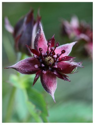 Potentilla palustris