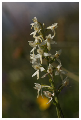 Platanthera bifolia