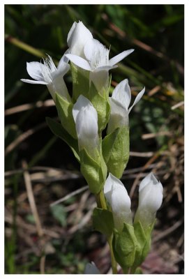 Gentianella campestris