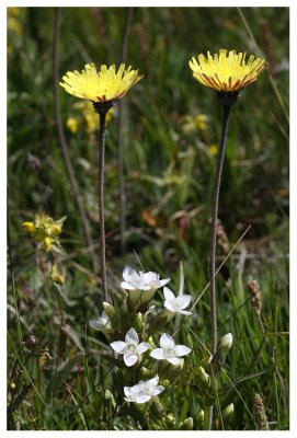 Gentianella campestris and Hieracium pilosella