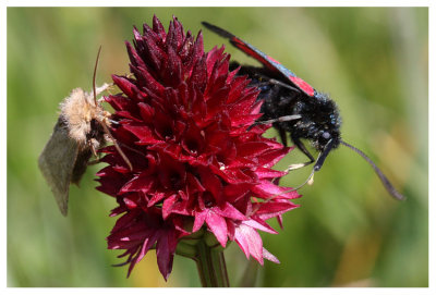 Nigritella bicolor