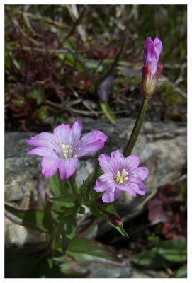 Epilobium anagallidifolium