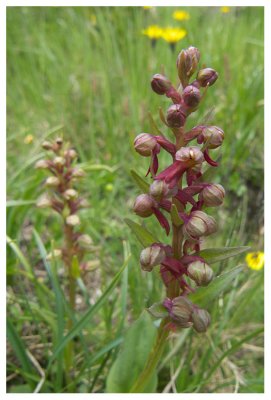 Coeloglossum viride