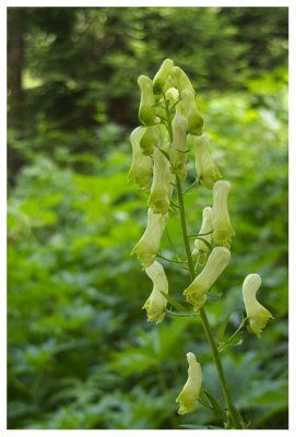 Aconitum lycoctonum subsp. neapolitanum