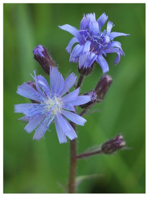 Cicerbita alpina