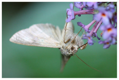 Autographa gamma