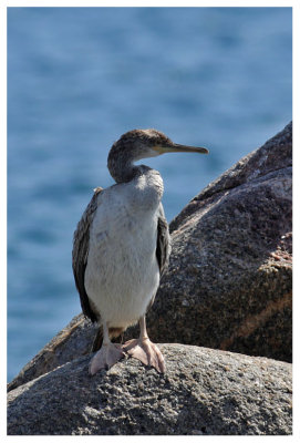 Great Cormorant  (juv)