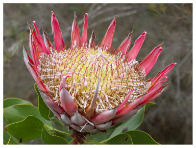 Protea cynaroides