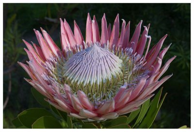 Blomme van Suid-Afrika