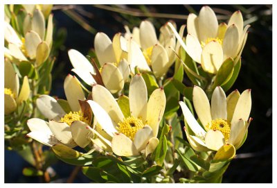 Leucadendron tinctum