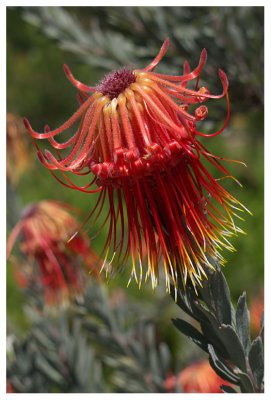 Leucospermum reflexum